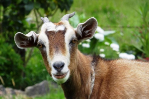 Cane-oroar koza: anti-koza Cane-oroar koza: anti-koza